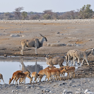 Etosha - Chudop - Eland